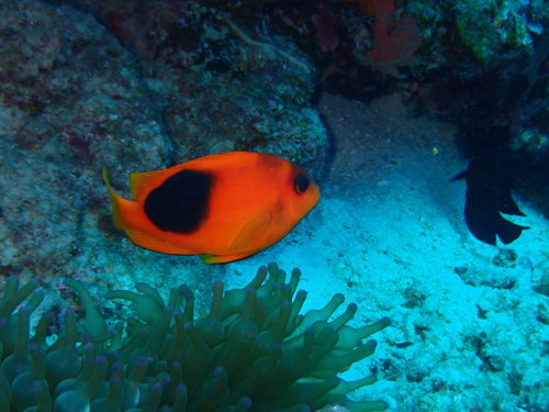 Red Saddleback Anemonefish — seen at this dive site