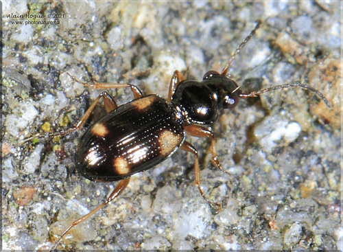 Garden Bembidion Beetle
