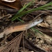Tussock Rainbow-Skink - Photo (c) Trent Townsend, all rights reserved, uploaded by Trent Townsend