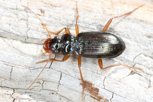 Leistus nitidus