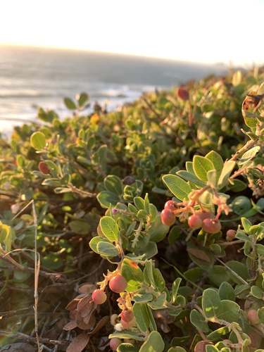 Bert Johnson Manzanita fruiting