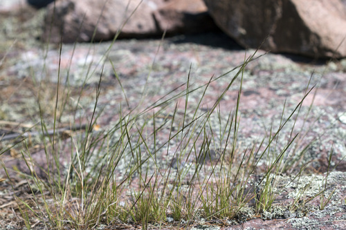 Aristida dichotoma var. dichotoma