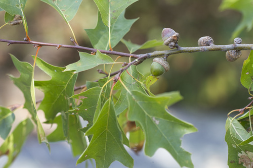 Quercus X fernaldii