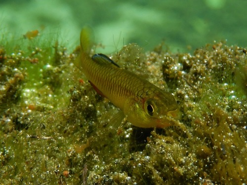Rainwater Killifish