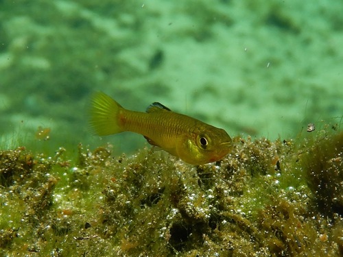 Rainwater Killifish