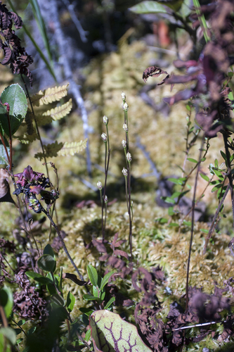 Bartonia paniculata ssp. paniculata
