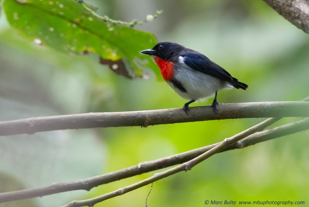 Sumba Flowerpecker photo