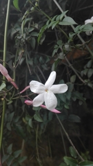 Image of Jasminum polyanthum