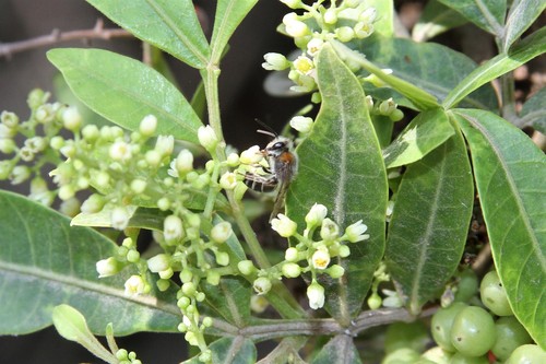 photo of Cellophane Bees (Colletes)