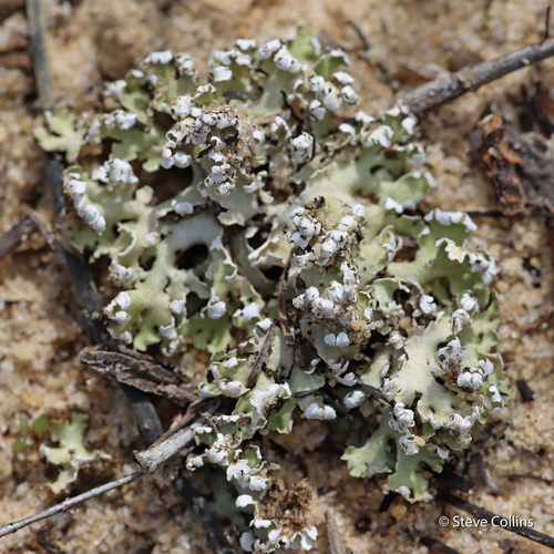 Dune Cup Lichen