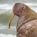 Pacific Walrus - Photo (c) Marc Bulte, all rights reserved, uploaded by Marc Bulte