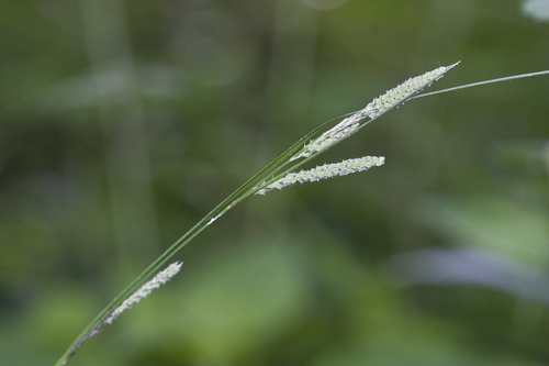 ribbed sedge (Carex virescens)