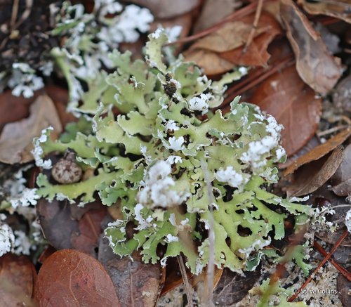 Dune Cup Lichen