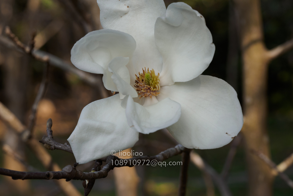 Yulan magnolia
