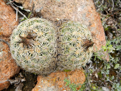 Coryphantha radians