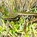 Green Skink - Photo (c) Tony Jewell, all rights reserved, uploaded by Tony Jewell
