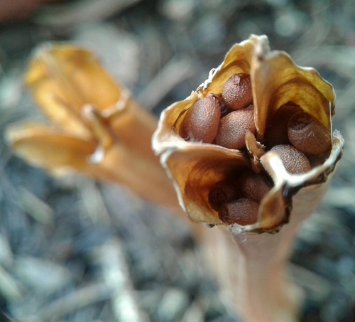 Tiger flower