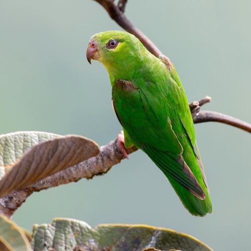 Tepui Parrotlet (Nannopsittaca panychlora) · iNaturalist