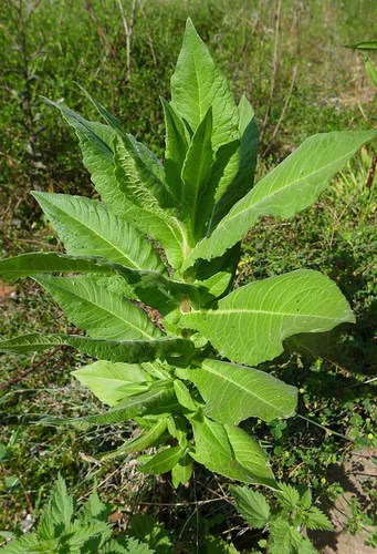Sticky Niger