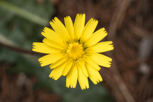 Tuberous Hawkbit (Leontodon tuberosus) · iNaturalist