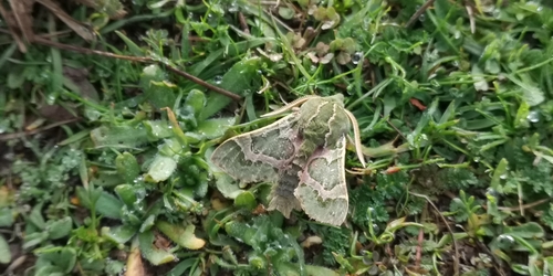 iNaturalist observation photo of Pacific Green Sphinx