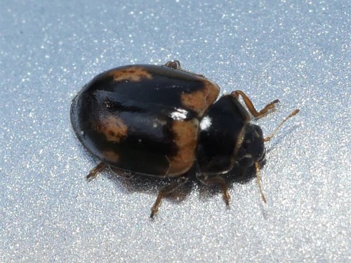 Larch Lady Beetle