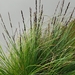 紐西蘭薹草 - Photo 由 PeterKeightley 所上傳的 (c) PeterKeightley，保留所有權利