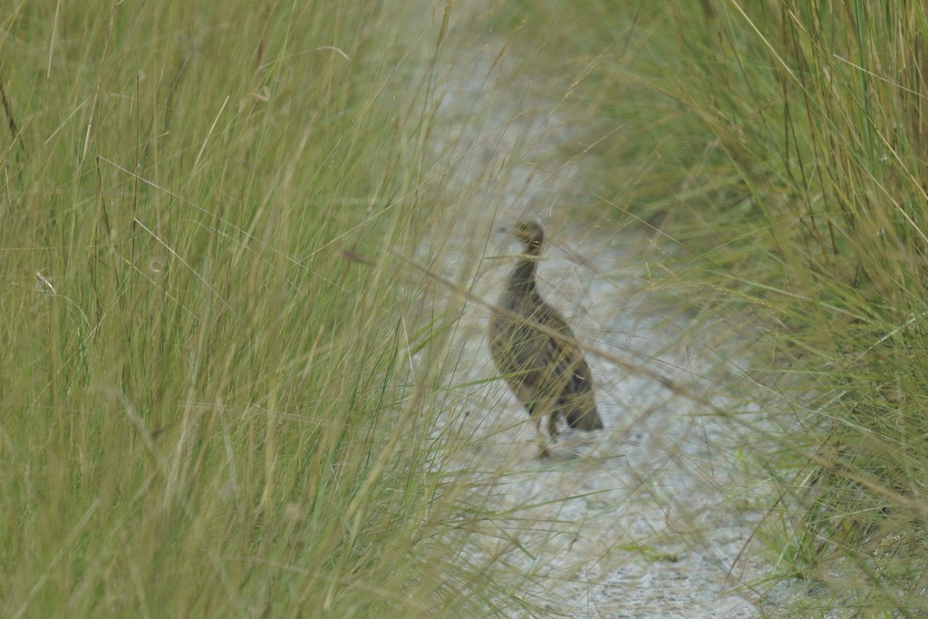 Finsch's Francolin photo