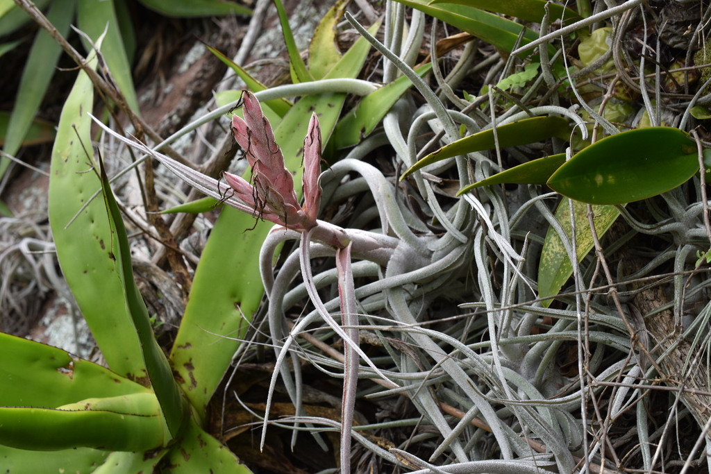 Tillandsia ehlersiana · iNaturalist
