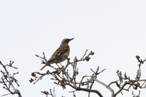 iNaturalist observation photo of Varied Thrush