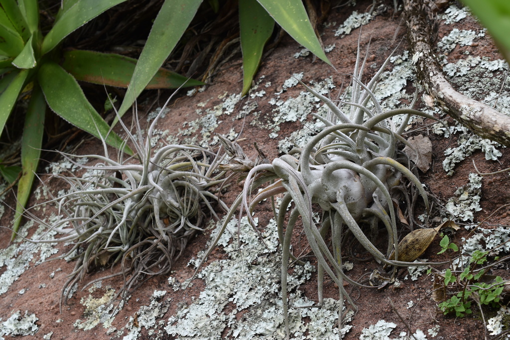 Tillandsia ehlersiana · iNaturalist