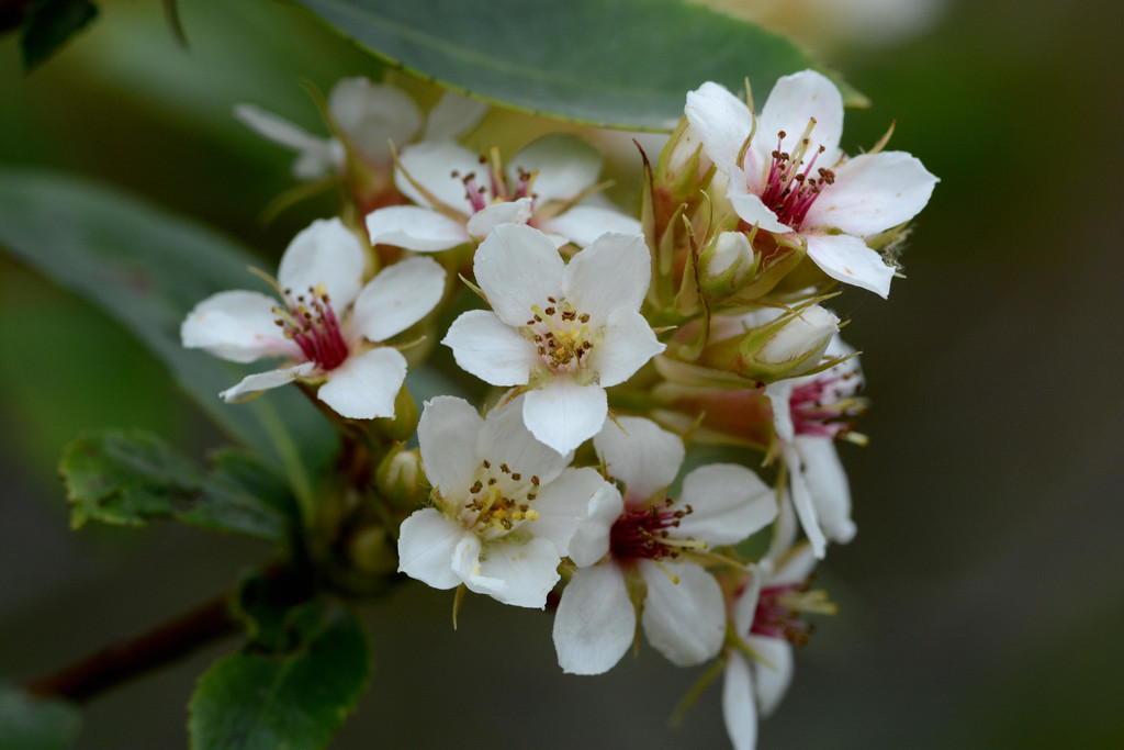 Rhaphiolepis indica
