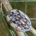 Emcephalus lacordairei - Photo (c) Peter Lawrence, all rights reserved, uploaded by Peter Lawrence