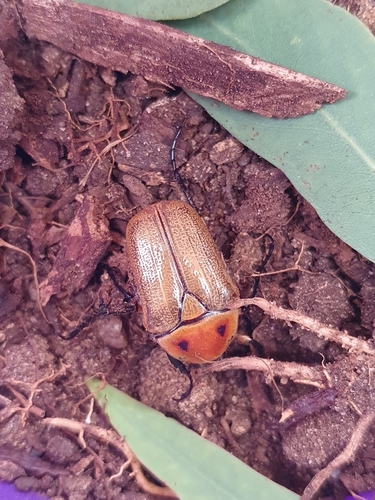 Aphanesthes