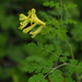 Corydalis balansae - Photo (c) 小铖/Smalltown, all rights reserved, uploaded by 小铖/Smalltown