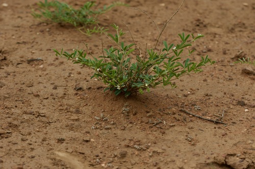 Ptycholobium plicatum