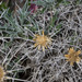 Tragacanth-leaved Thistle - Photo (c) Konstantinos Kalaentzis, all rights reserved, uploaded by Konstantinos Kalaentzis