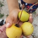 Sapodilla Family - Photo (c) Thiago, all rights reserved, uploaded by Thiago