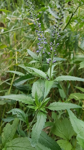 Long-leaved Speedwell