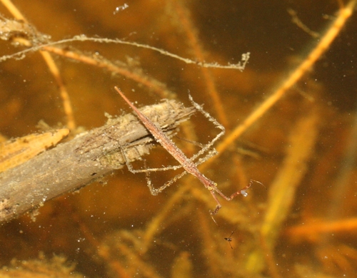 iNaturalist observation photo of Ranatra