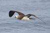 Brewster's Booby - Photo (c) BJ Stacey, all rights reserved