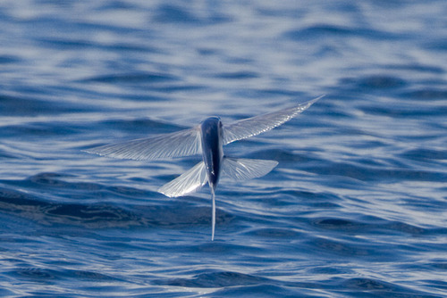 California Flyingfish (Subspecies Cheilopogon pinnatibarbatus ...