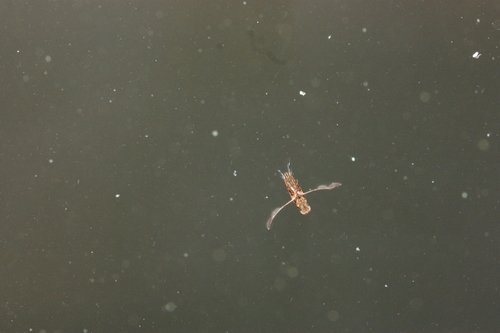 iNaturalist observation photo of Buenoa