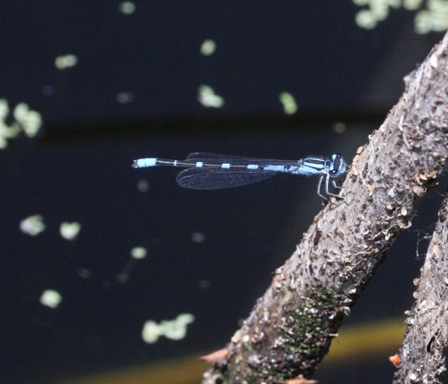 iNaturalist observation photo of Bluets