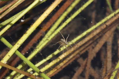 iNaturalist observation photo of Thin-legged Wolf Spiders