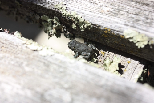 iNaturalist observation photo of Western Toad