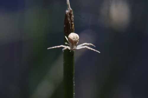 iNaturalist observation photo of Mecaphesa