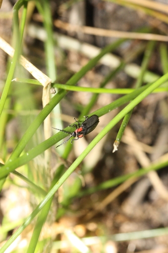 iNaturalist observation photo of Elf Fireflies and Allies