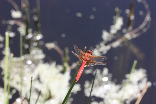 iNaturalist observation photo of Cardinal Meadowhawk