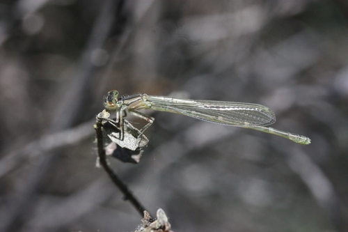 iNaturalist observation photo of Bluets